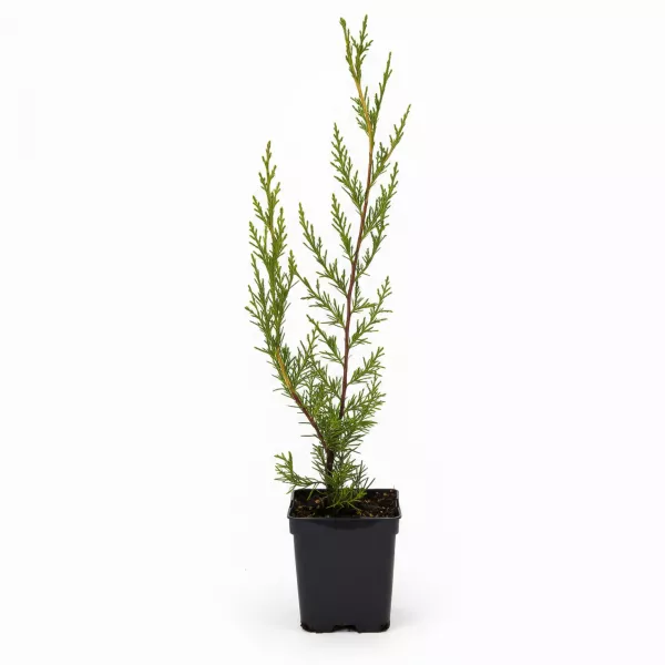 Leyland čempres (Cupressocyparis leylandii) 50–60 cm, u tegli
