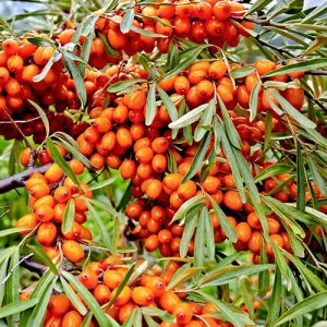 Pasji trn samooplodni Friesdorfer Orange