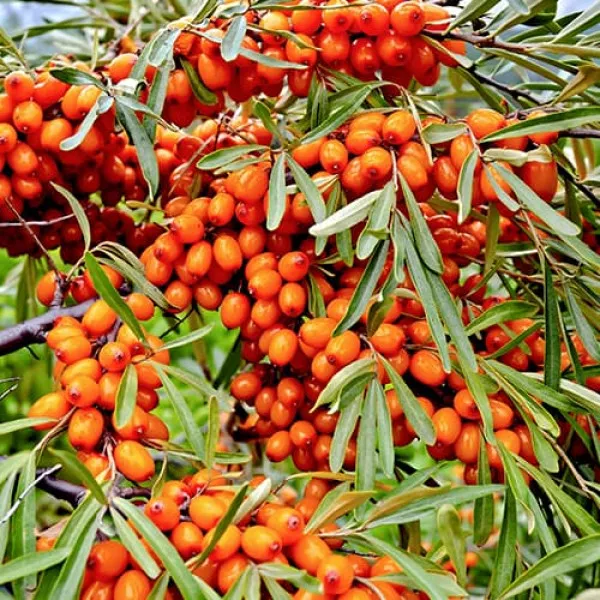 Pasji trn samooplodni Friesdorfer Orange