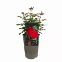 Mini ruže Raspberry Royale ® – u saksiji 3L