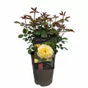 Penjačka ruža Golden Climber ® u tegli 3L