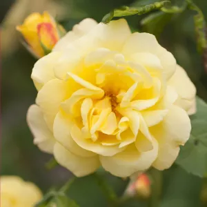 Penjačka ruža Golden Climber ® u tegli 3L