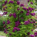 Penjačka ruža Violet