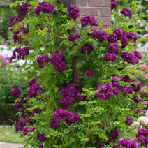 Penjačka ruža Violet