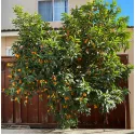 Kumkvat (Citrus japonica)