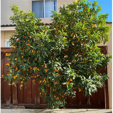 Kumkvat (Citrus japonica)