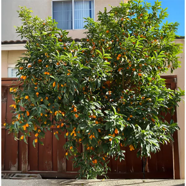 Kumkvat (Citrus japonica)