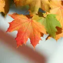 Javor (Acer platanoides)