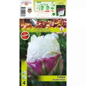 Dupli tulipani tip božura Double Polar