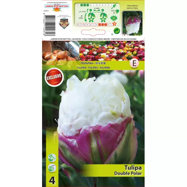 Dupli tulipani tip božura Double Polar