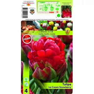 Dupli tulipani tip božura Ice Cream Strawberry