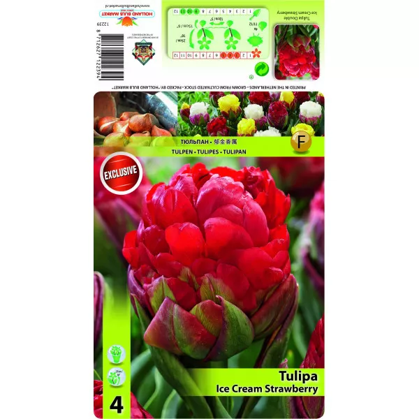 Dupli tulipani tip božura Ice Cream Strawberry