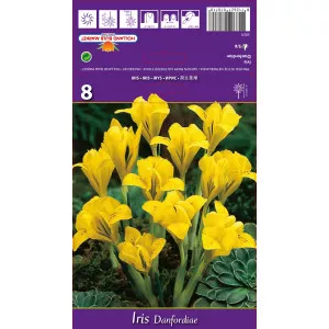 Iris Danfordiae