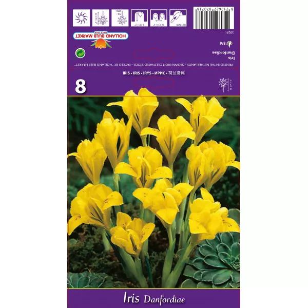 Iris Danfordiae