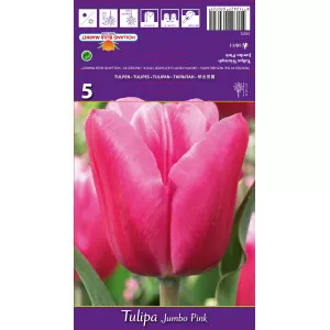 Tulipani Triumph Jumbo Pink