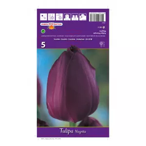 Tulipan Triumph Negrita