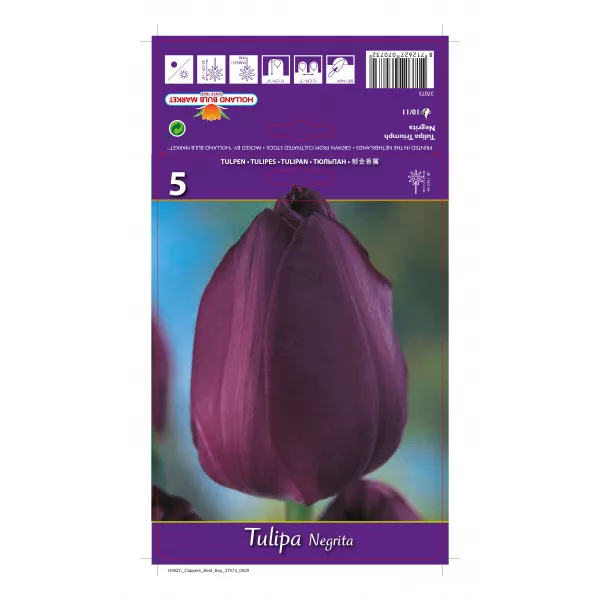 Tulipan Triumph Negrita
