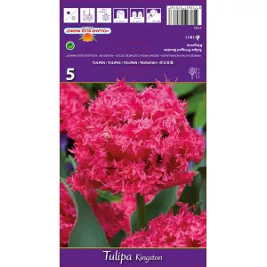Resasti tulipani Kingston