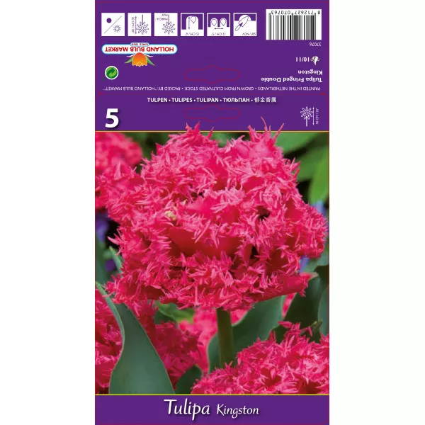 Resasti tulipani Kingston