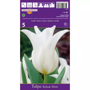 Tulipani tip ljiljana Ballade White
