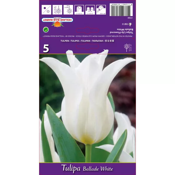 Tulipani tip ljiljana Ballade White
