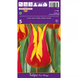 Tulipan ljiljanasti Fire Wings