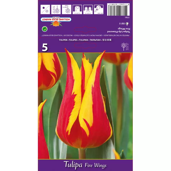 Tulipan ljiljanasti Fire Wings