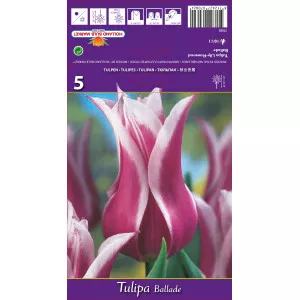Tulipani tip ljiljana Ballade