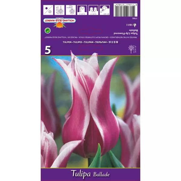 Tulipani tip ljiljana Ballade