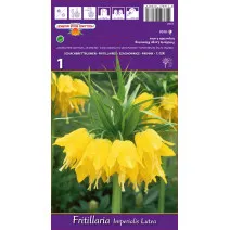 Carska kruna (Fritillaria) Lutea