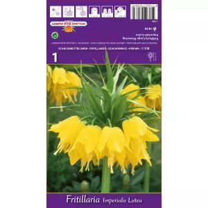 Carska kruna (Fritillaria) Lutea