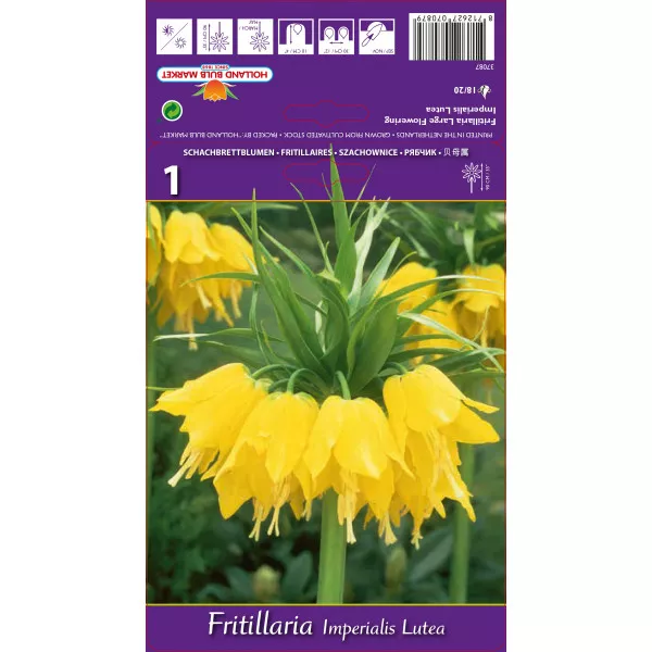Carska kruna (Fritillaria) Lutea