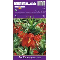 Carska kruna (Fritillaria) Rubra