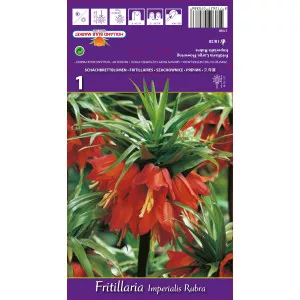 Carska kruna (Fritillaria) Rubra