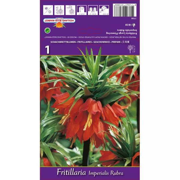 Carska kruna (Fritillaria) Rubra