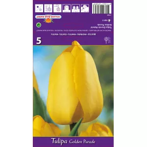Tulipani Darwin Golden Parade