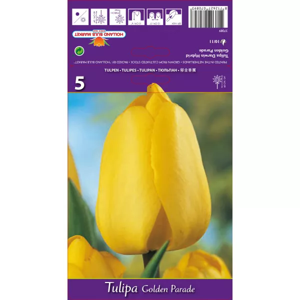 Tulipani Darwin Golden Parade