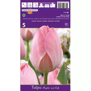 Tulipani Darwin Mystic van Eijk