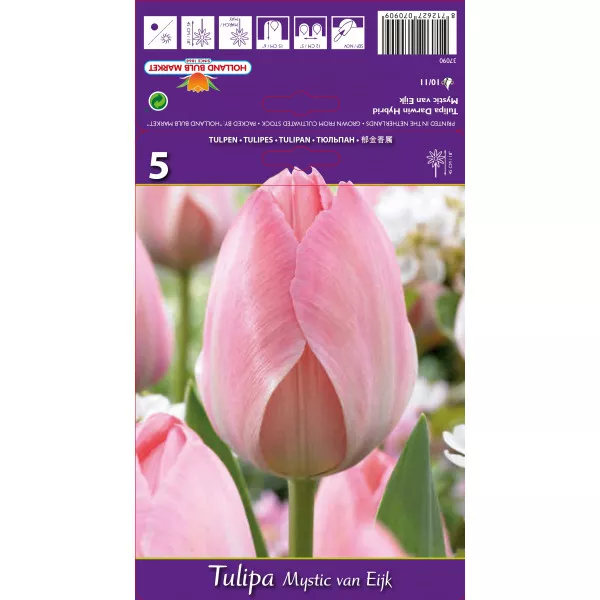 Tulipani Darwin Mystic van Eijk