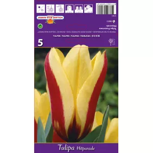 Tulipani Fosteriana Hitparade