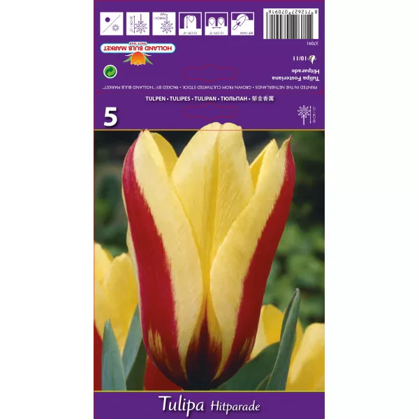 Tulipani Fosteriana Hitparade