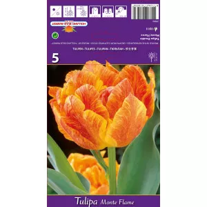 Dupli tulipani (puni) Monte Flame