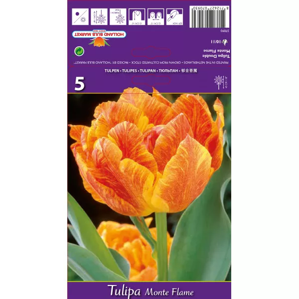 Dupli tulipani (puni) Monte Flame