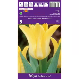 Tulipani tip ljiljana Ballade Gold