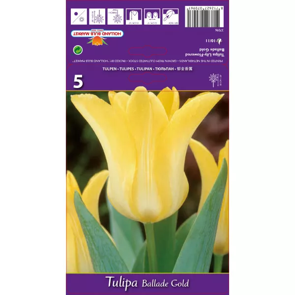 Tulipani tip ljiljana Ballade Gold