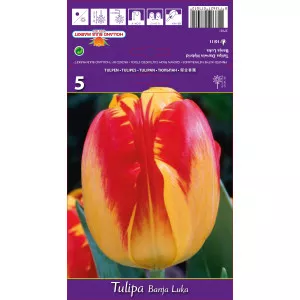 Tulipani Darwin Banja Luka