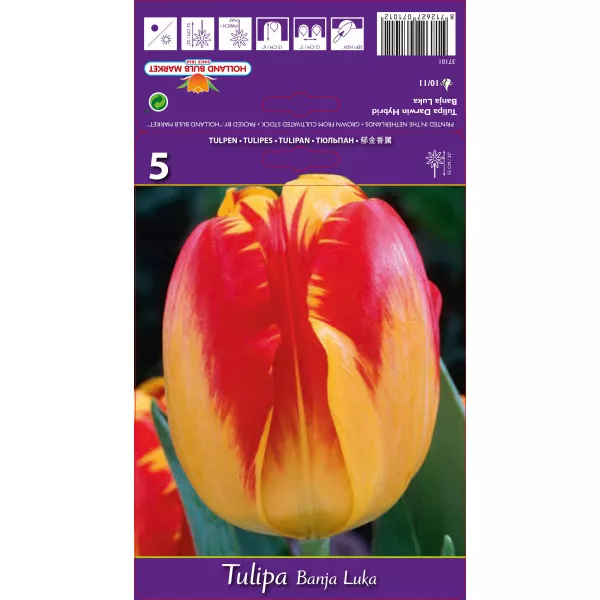 Tulipani Darwin Banja Luka
