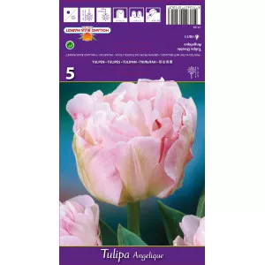 Dupli tulipani (puni) Angelique