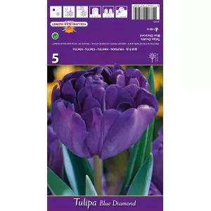 Dupli tulipani (puni) Blue Diamond