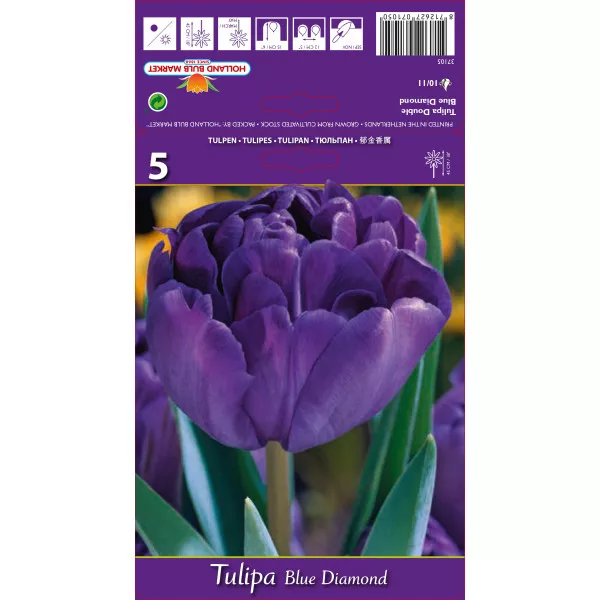 Dupli tulipani (puni) Blue Diamond
